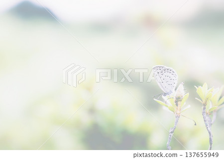 一幅夢幻般的風景畫,畫中點綴著日本草藍蝶。 一幅夢幻般的風景畫,畫中點綴著日本草藍蝶。 137655949