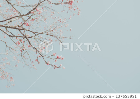 梅花和藍天 梅花和藍天 137655951