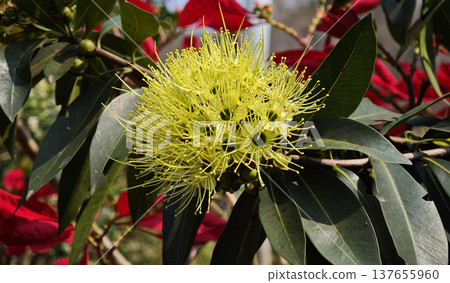 yellow flowers in the garden yellow flowers in the garden 137655960