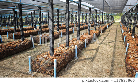 Vanilla on plantation with coconut husk. Vanilla on plantation with coconut husk. 137655966