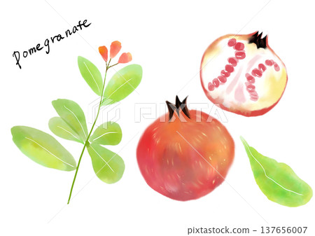 Pomegranate hand-drawn illustration set 137656007