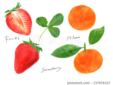 草莓與橘子手繪插圖套裝 草莓與橘子手繪插圖套裝 137656107