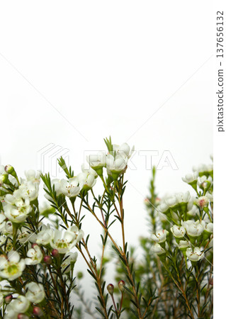 Wax flower with white background and white flowers Wax flower with white background and white flowers 137656132
