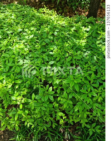 These are azalea leaves in summer. These are azalea leaves in summer. 137656133