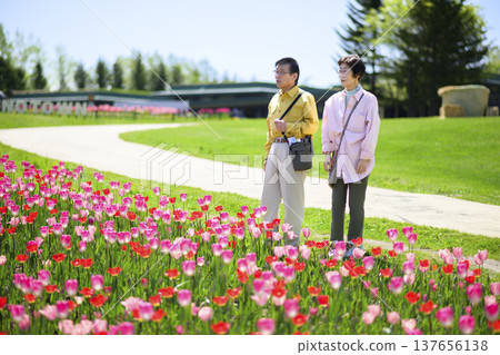 Senior couple sightseeing in a field of tulips in full bloom (enhanced retouching) 137656138