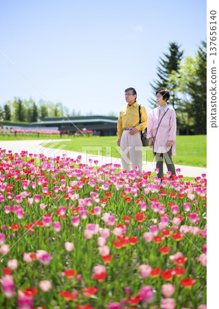 一對老年夫婦在盛開的鬱金香花田中觀光（照片經過後期修圖） 137656140