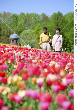 Senior couple sightseeing in a field of tulips in full bloom (enhanced retouching) 137656147