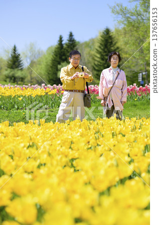 Senior couple sightseeing in a field of tulips in full bloom (enhanced retouching) Senior couple sightseeing in a field of tulips in full bloom (enhanced retouching) 137656153