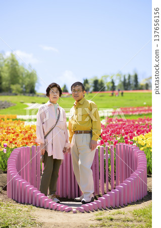 一對老年夫婦在盛開的鬱金香花田中拍攝紀念照（後期修圖） 137656156