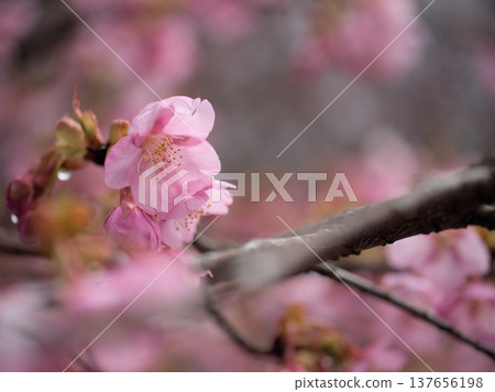 儘管三月陽光明媚，氣溫涼爽，河津櫻花依然盛開，呈現出深粉紅色的美麗景象。 137656198
