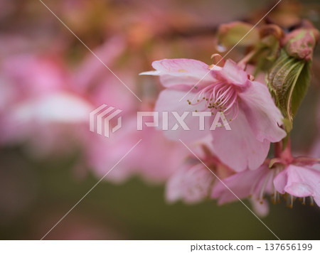 儘管三月陽光明媚,氣溫涼爽,河津櫻花依然盛開,呈現出深粉紅色的美麗景象。 儘管三月陽光明媚,氣溫涼爽,河津櫻花依然盛開,呈現出深粉紅色的美麗景象。 137656199