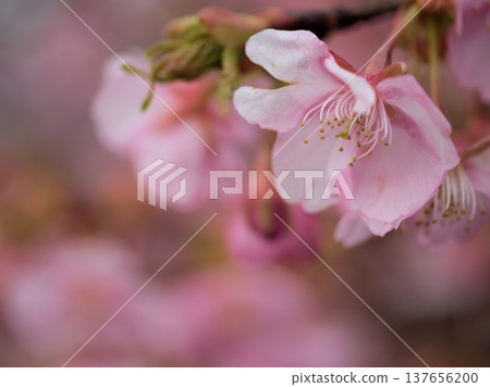 儘管三月陽光明媚,氣溫涼爽,河津櫻花依然盛開,呈現出深粉紅色的美麗景象。 儘管三月陽光明媚,氣溫涼爽,河津櫻花依然盛開,呈現出深粉紅色的美麗景象。 137656200