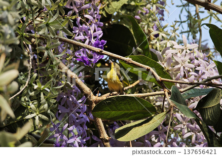 Yellow warbler is eating purple flowers in the garden. 137656421