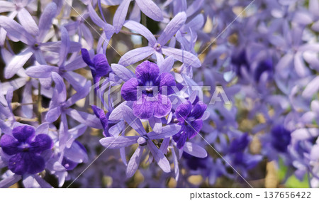 Petrea volubilis purple flowers decorate the fence Petrea volubilis purple flowers decorate the fence 137656422