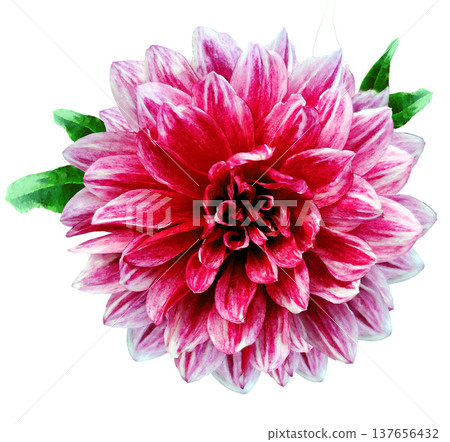 Watercolor  red   dahlia. Flower on a white isolated background with clipping path.  For design.  Closeup.  Nature. 137656432