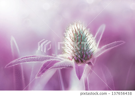 Beautiful clover flower on green background. Shallow depth of field. Close up. Nature. Beautiful clover flower on green background. Shallow depth of field. Close up. Nature. 137656438