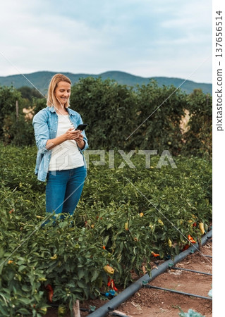 Farmer woman using smartphone in pepper field with drip irrigation system Farmer woman using smartphone in pepper field with drip irrigation system 137656514