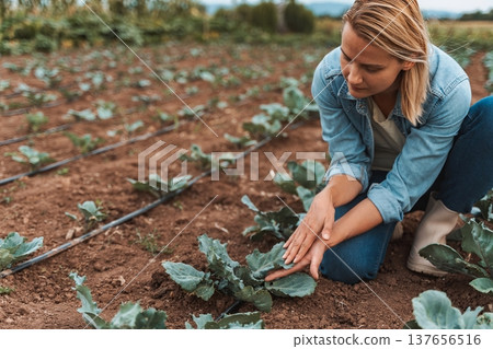 Young woman working in a field, checking cabbage plants 137656516