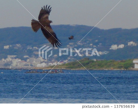 2008.11.23 Kites at Nagai Fishing Port 137656639