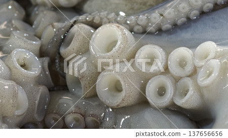 Fresh squid at the seafood market. 137656656
