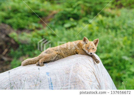 A cute red fox cub sitting in a grassland: Hokkaido's adorable wild animals. A cute red fox cub sitting in a grassland: Hokkaido's adorable wild animals. 137656672