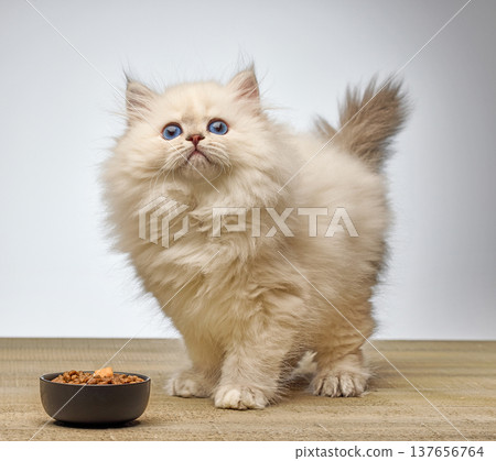 White Siberian colorpoint kitten Neva Masquerade with blue eyes on wooden floor 137656764
