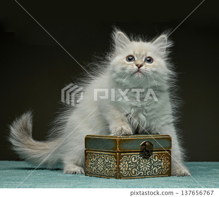 White Siberian colorpoint kitten Neva Masquerade with blue eyes 137656767