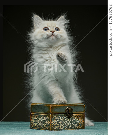 White Siberian colorpoint kitten Neva Masquerade with blue eyes White Siberian colorpoint kitten Neva Masquerade with blue eyes 137656768