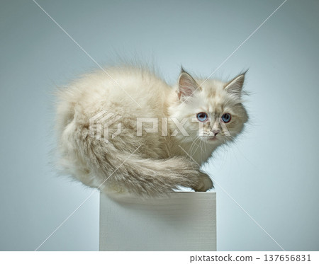 White Siberian colorpoint kitten Neva Masquerade with blue eyes White Siberian colorpoint kitten Neva Masquerade with blue eyes 137656831