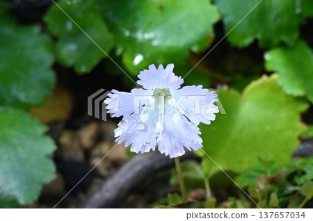 The Japanese snowbell (Iwauchiwa) is a species endemic to Japan, blooming in mountain forests and featuring beautiful white petals with notched edges. The Japanese snowbell (Iwauchiwa) is a species endemic to Japan, blooming in mountain forests and featuring beautiful white petals with notched edges. 137657034