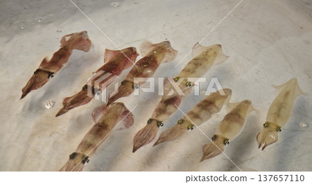 Floating squid in water swimming 137657110