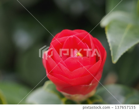 山茶花 山茶花 137657155
