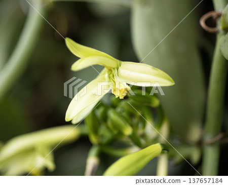 Vanilla orchid flowers in outdoor plantation Vanilla orchid flowers in outdoor plantation 137657184