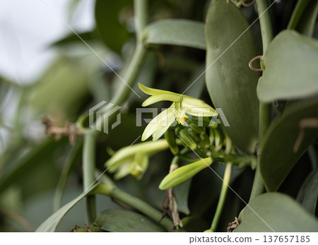 Vanilla orchid flowers in outdoor plantation Vanilla orchid flowers in outdoor plantation 137657185