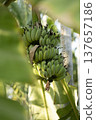 Green bananas on a plant 137657186