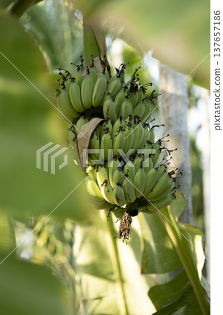 Green bananas on a plant Green bananas on a plant 137657186