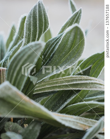 Frosted leaves Frosted leaves 137657188