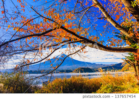 [Yamanashi Prefecture_Mt. Fuji_Lake Kawaguchi] Autumn in Lake Kawaguchi and Mt. Fuji in November 137657454