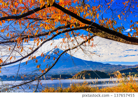 [Yamanashi Prefecture_Mt. Fuji_Lake Kawaguchi] Autumn in Lake Kawaguchi and Mt. Fuji in November 137657455