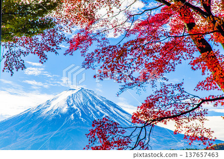 [Yamanashi Prefecture_Mt. Fuji_Lake Kawaguchi] Autumn in Lake Kawaguchi and Mt. Fuji in November 137657463