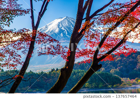 [Yamanashi Prefecture_Mt. Fuji_Lake Kawaguchi] Autumn in Lake Kawaguchi and Mt. Fuji in November 137657464