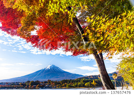 [Yamanashi Prefecture_Mt. Fuji_Lake Kawaguchi] Autumn in Lake Kawaguchi and Mt. Fuji in November 137657476