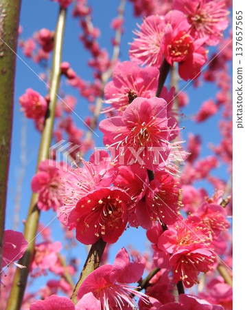 紅梅在藍天映襯下熠熠生輝 137657565