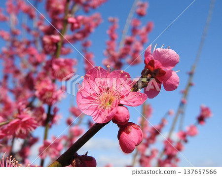 紅梅在藍天映襯下熠熠生輝 137657566