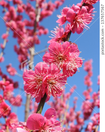 Red plum blossoms shining against the blue sky Red plum blossoms shining against the blue sky 137657567