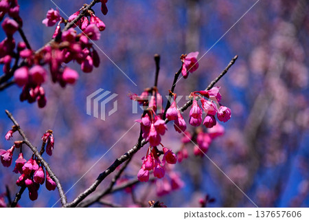 The bright red Kanhizakura cherry blossoms 137657606