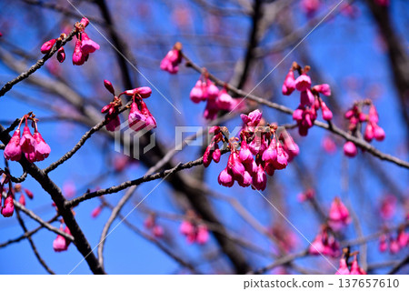 The bright red Kanhizakura cherry blossoms The bright red Kanhizakura cherry blossoms 137657610