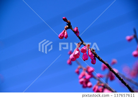 The bright red Kanhizakura cherry blossoms The bright red Kanhizakura cherry blossoms 137657611