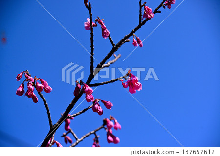 The bright red Kanhizakura cherry blossoms The bright red Kanhizakura cherry blossoms 137657612