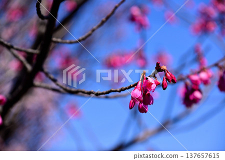 The bright red Kanhizakura cherry blossoms 137657615